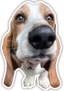 Bassett Hound